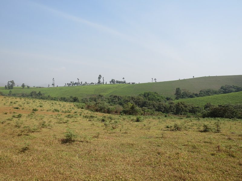 Tea fields on the Ndawara estate in the North-West region